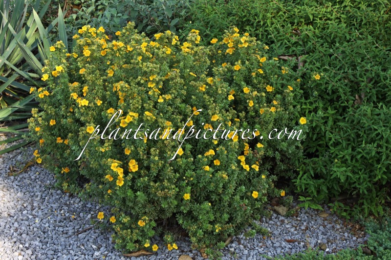 Potentilla fruticosa ‘Uman’ (MANGO TANGO)
