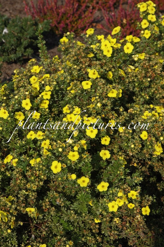 Potentilla fruticosa ‘Kobold’