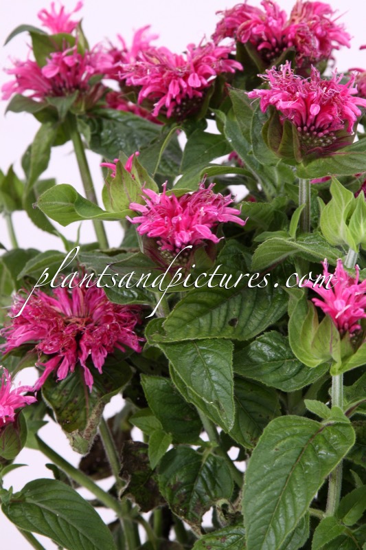 Monarda ‘Cranberry Lace’