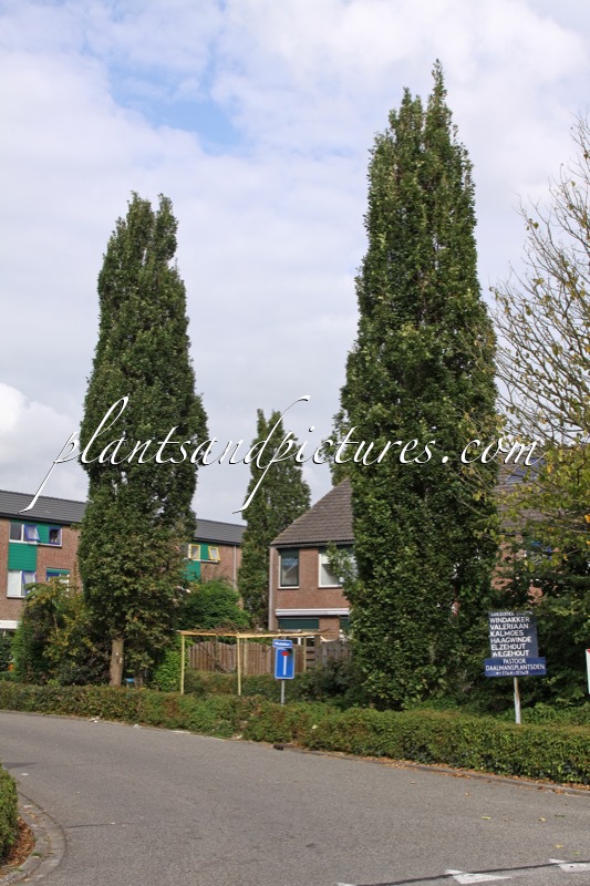 Quercus robur ‘Fastigiate Koster’