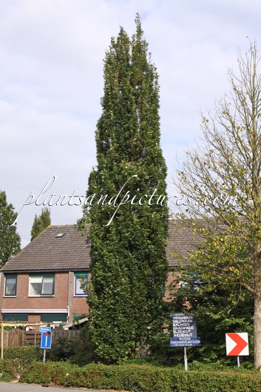 Quercus robur ‘Fastigiate Koster’