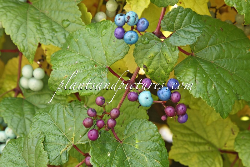Ampelopsis glandulosa var. maximowiczii