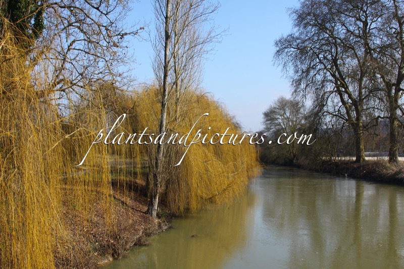 Salix sepulcralis ‘Chrysocoma’