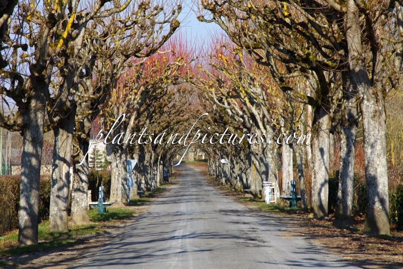 Tilia europaea ‘Euchlora’