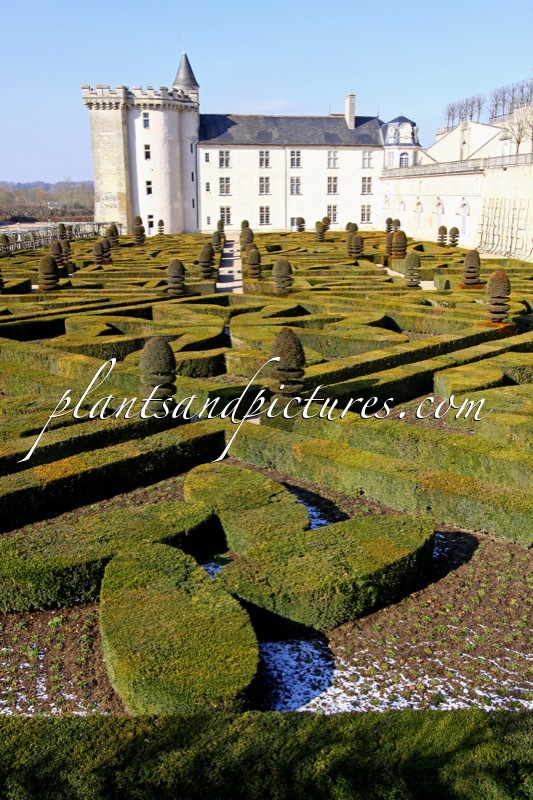 Buxus sempervirens