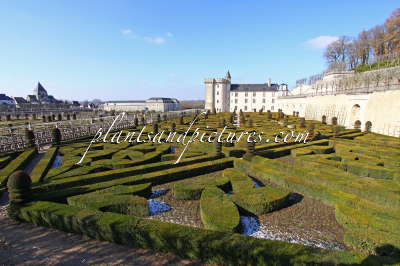 Buxus sempervirens