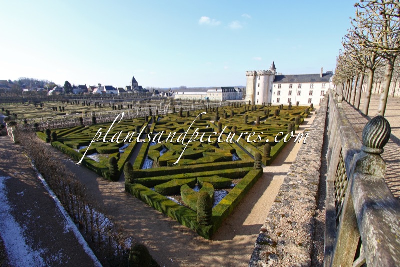 Buxus sempervirens