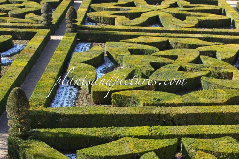 Buxus sempervirens