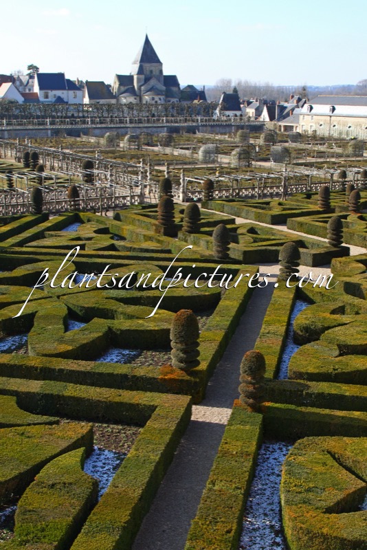 Buxus sempervirens