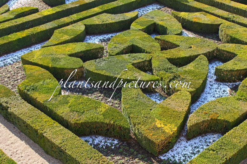 Buxus sempervirens