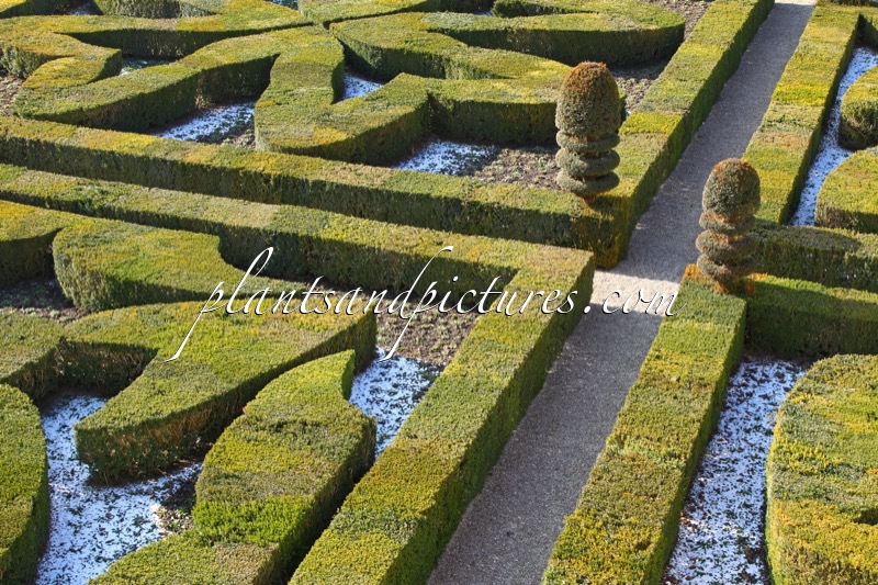 Buxus sempervirens