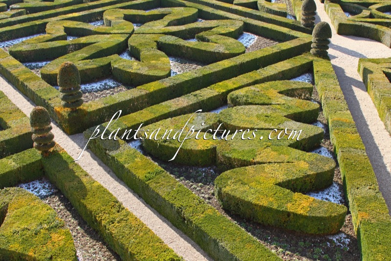 Buxus sempervirens