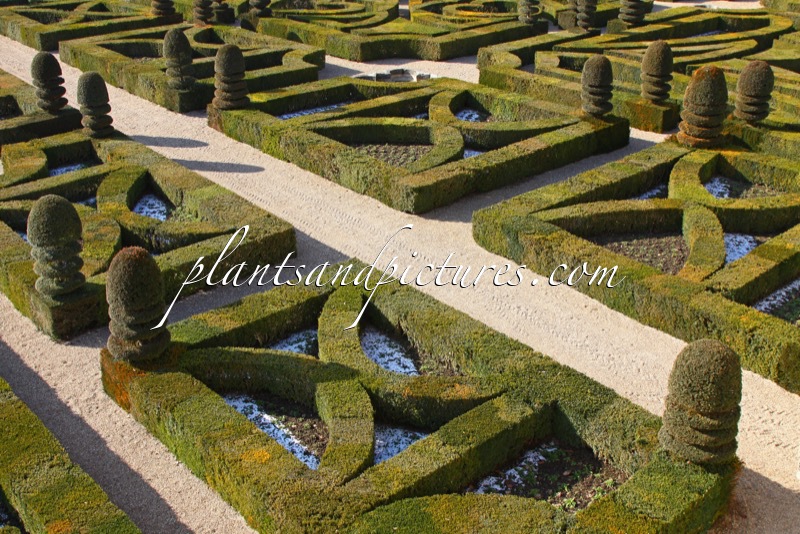 Buxus sempervirens