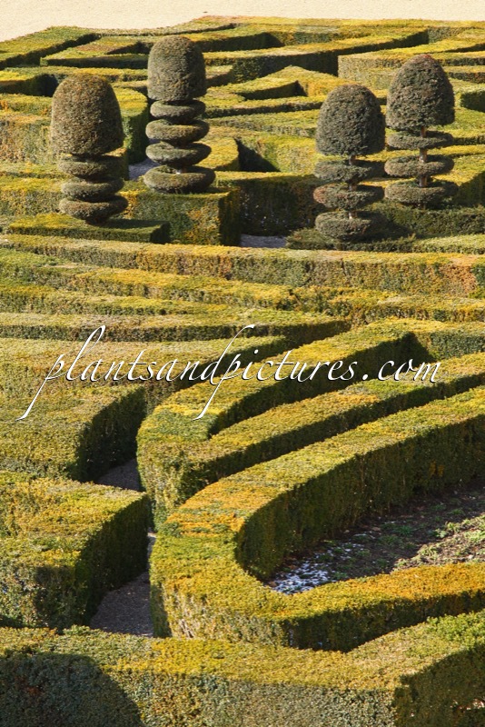 Buxus sempervirens