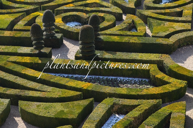 Buxus sempervirens