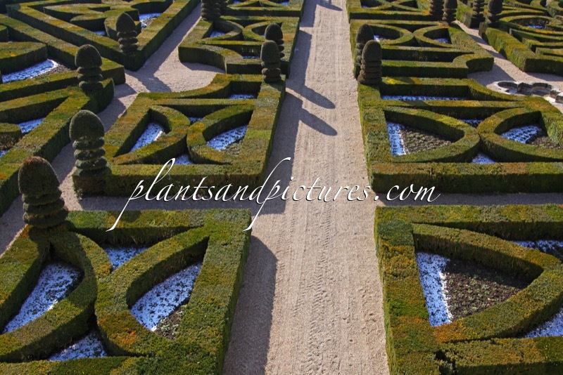 Buxus sempervirens
