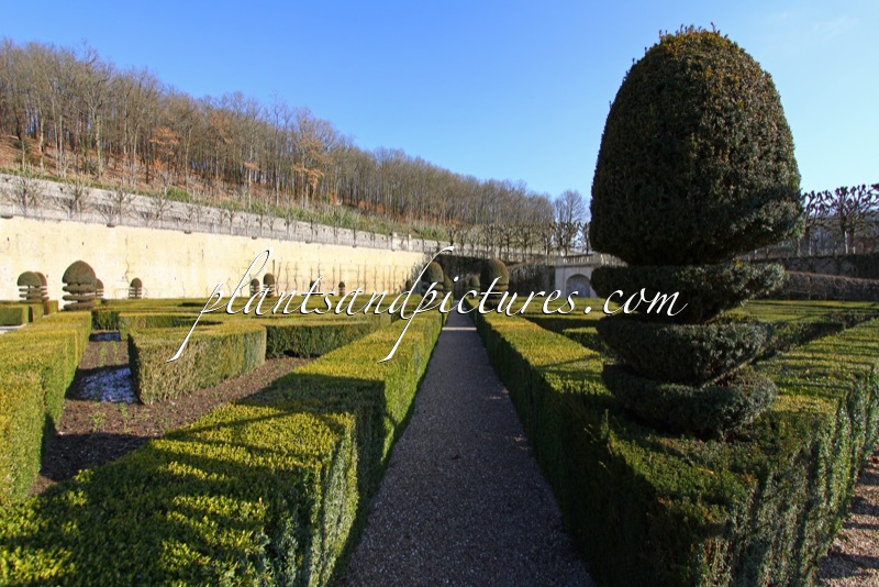 Buxus sempervirens