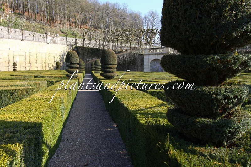 Buxus sempervirens