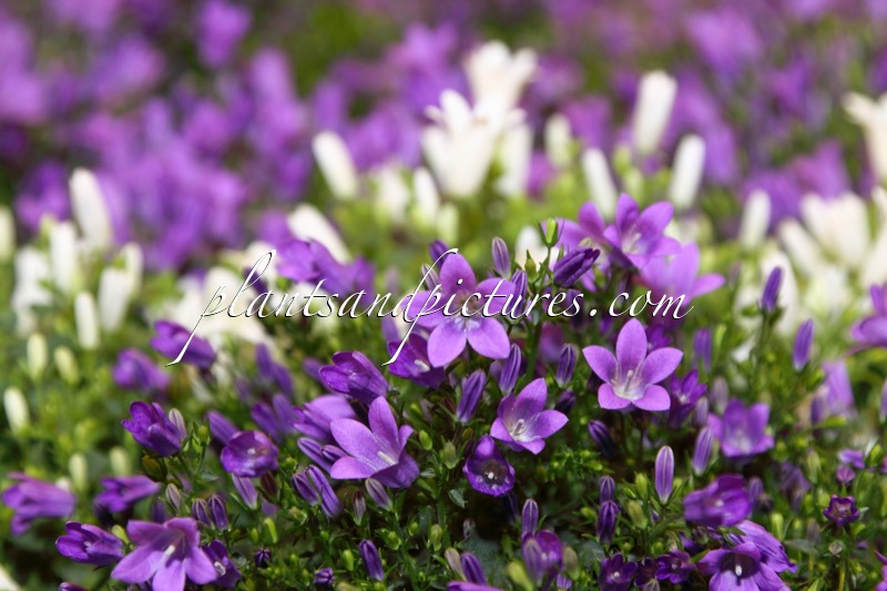 Campanula