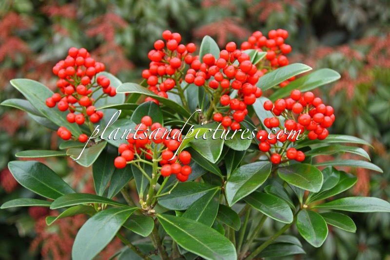 Skimmia japonica ‘Temptation’