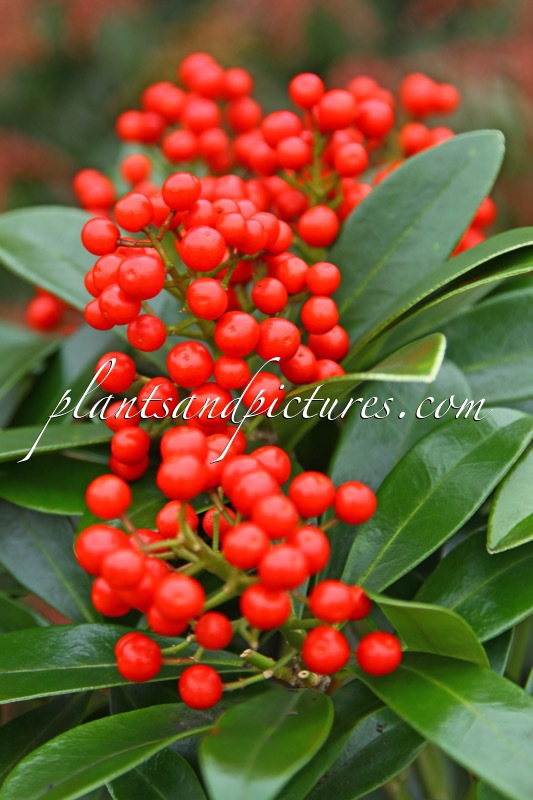 Skimmia japonica ‘Temptation’