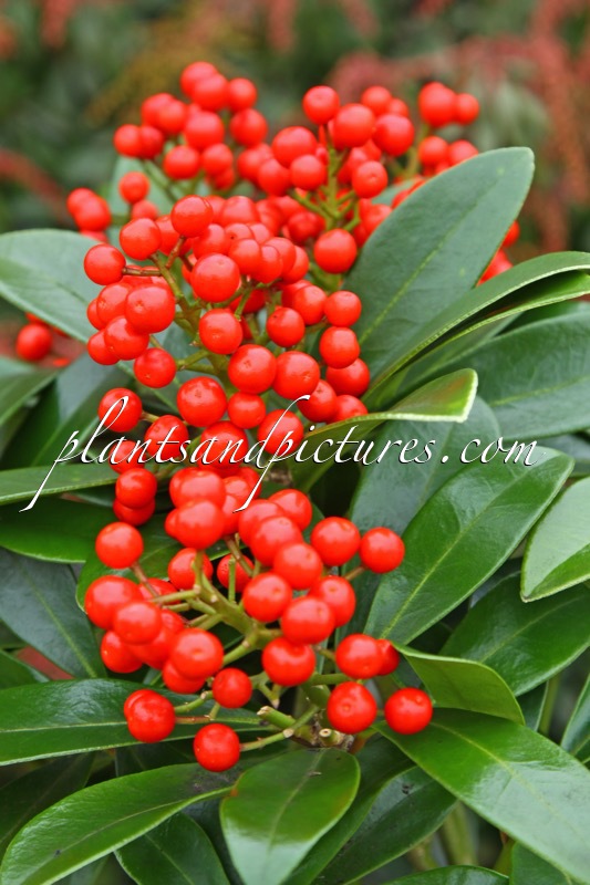 Skimmia japonica ‘Temptation’