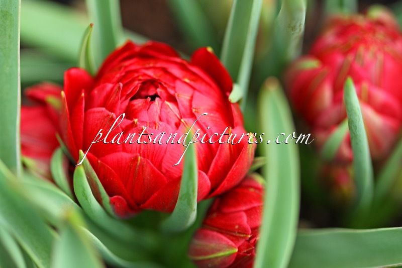 Tulipa ‘Tête-a-Tête’