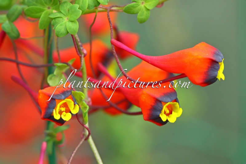 Tropaeolum tricolor
