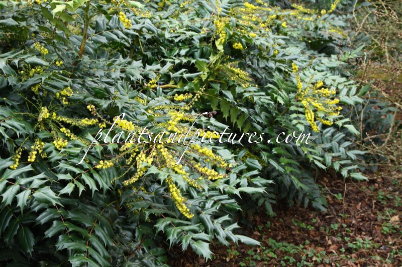 Mahonia japonica ‘Hivernant’