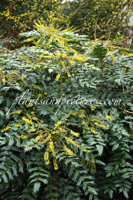 Mahonia japonica ‘Hivernant’