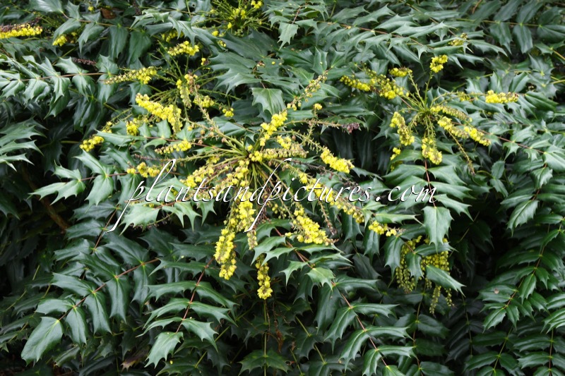 Mahonia japonica ‘Hivernant’