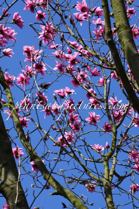 Magnolia dawsoniana