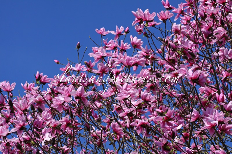 Magnolia dawsoniana