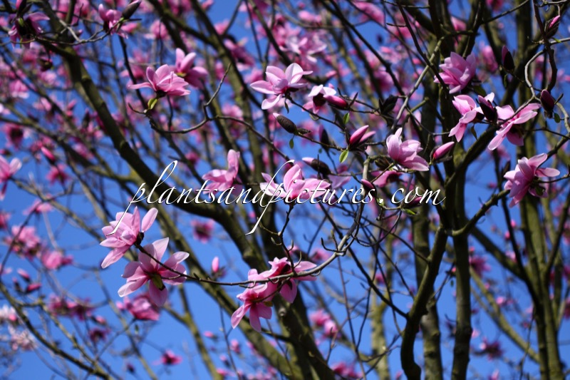 Magnolia dawsoniana