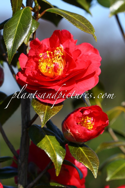 Camellia ‘Fire ‘n ‘ Ice’