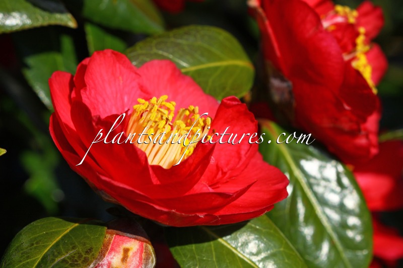 Camellia ‘Fire ‘n ‘ Ice’