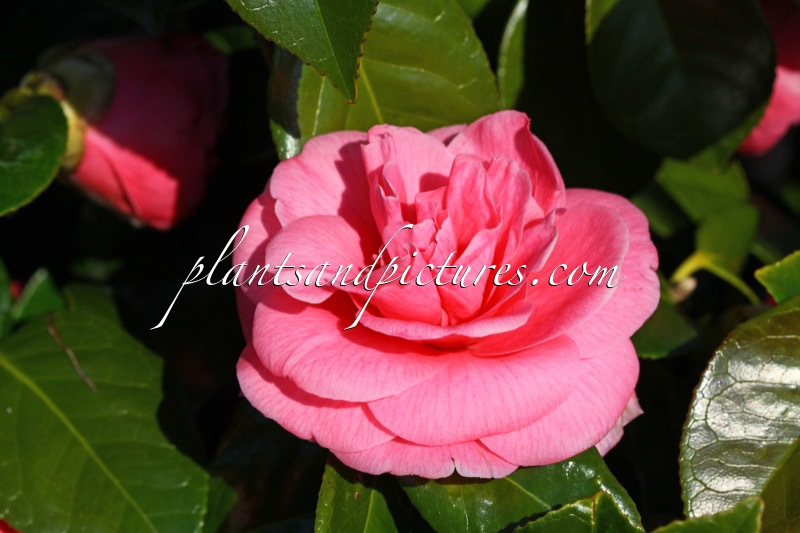 Camellia ‘Jerry Hill’