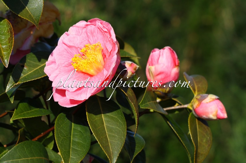 Camellia ‘Ice Follies’