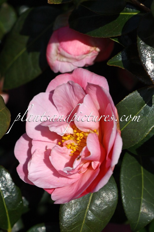 Camellia ‘Pink Icicle’