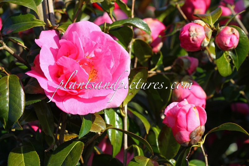 Camellia ‘Spring Frill’