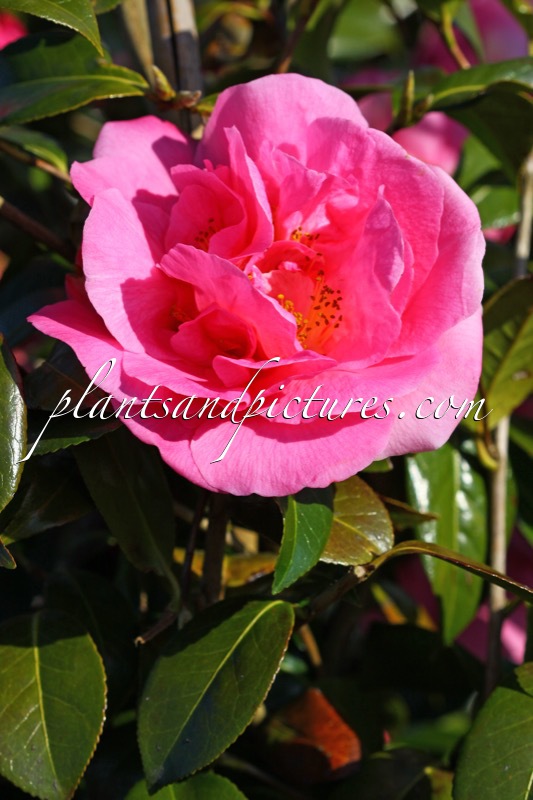 Camellia ‘Spring Frill’