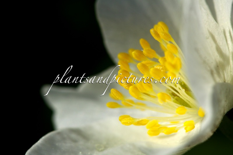 Anemone nemorosa