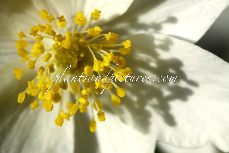 Anemone nemorosa