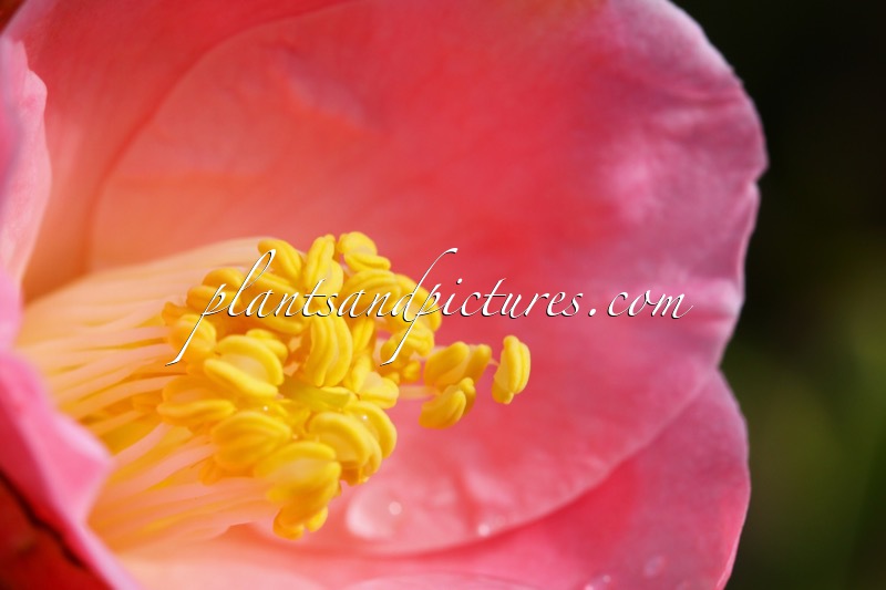 Camellia japonica ‘Berenice Boddy’