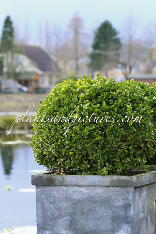 Buxus sempervirens