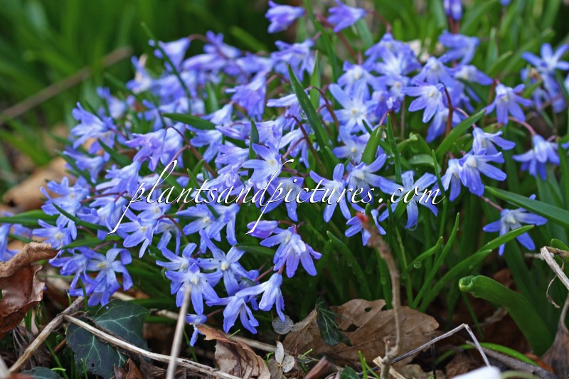 Scilla sibirica