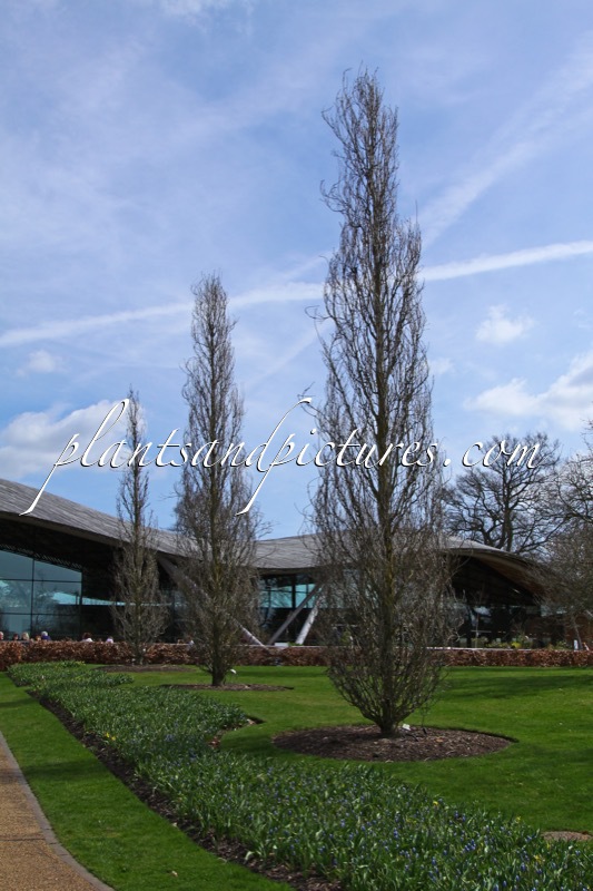 Quercus robur ‘Fastigiate Koster’