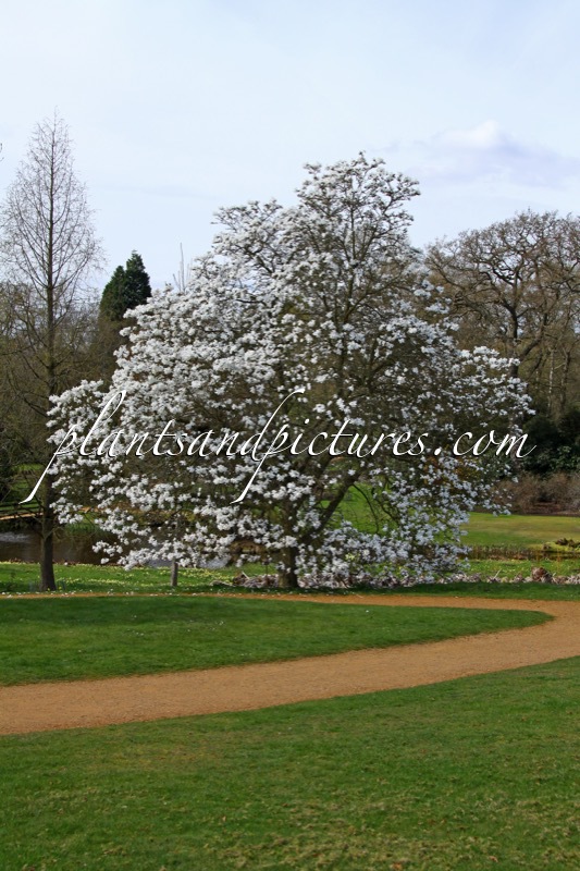 Magnolia loebneri ‘Merrill’