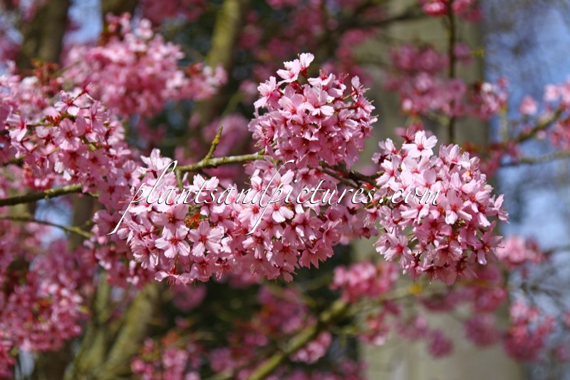 Prunus ‘Shosar’