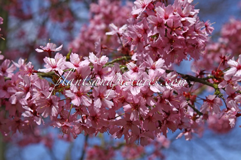 Prunus ‘Shosar’